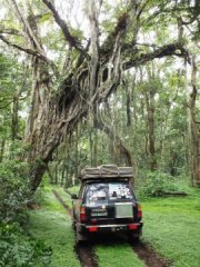 Uganda (Arusha National Park)